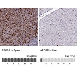 APOB48R Antibody, Novus Biologicals:Antibodies:Primary Antibodies